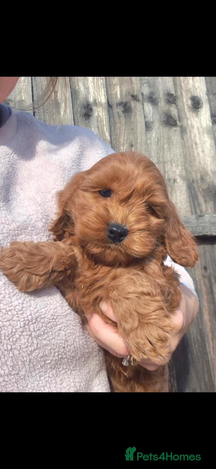 Cockapoo dogs for sale: F1  EXTENSIVELY HEALTH TESTED SHOW cockerpoos - Advert 24
