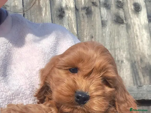 Cockapoo dogs for sale: F1 EXTENSIVELY HEALTH TESTED SHOW cockerpoos - Advert 24