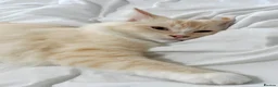 Ragdoll cats for sale: 4 Beautiful and Playful Ragdolls - Advert 31