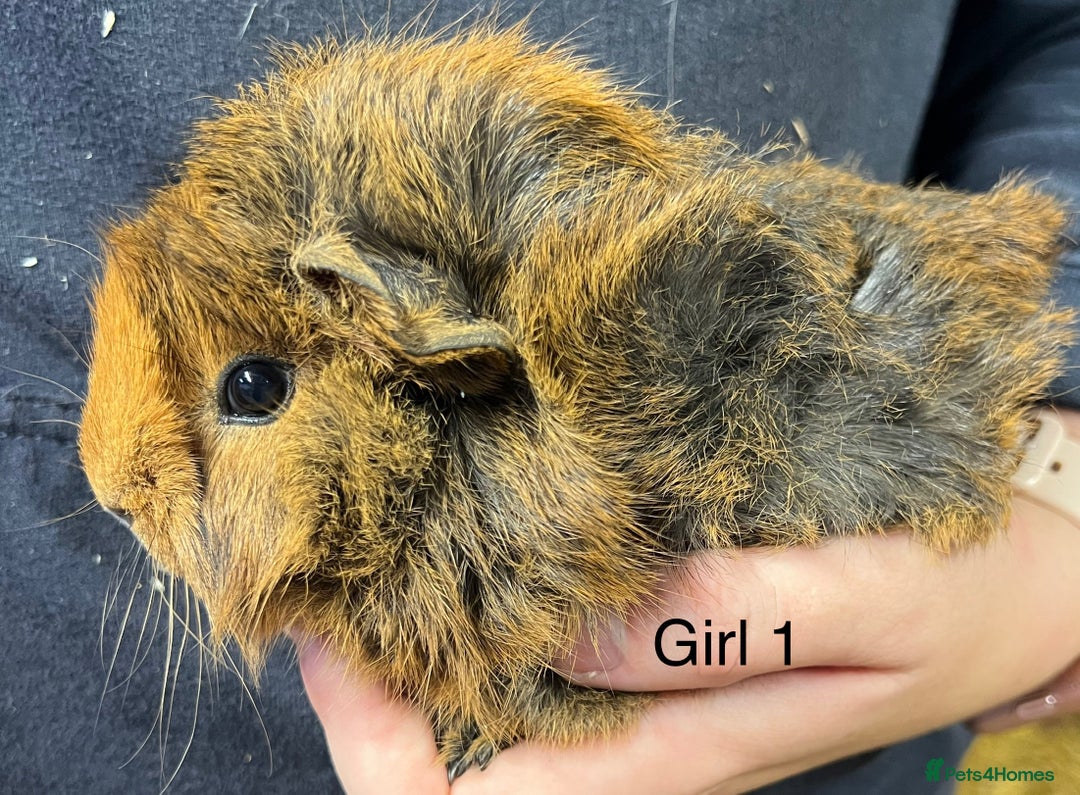 Guinea Pig rodents for sale: Baby guinea pigs for sale  in Winsford - Image 7