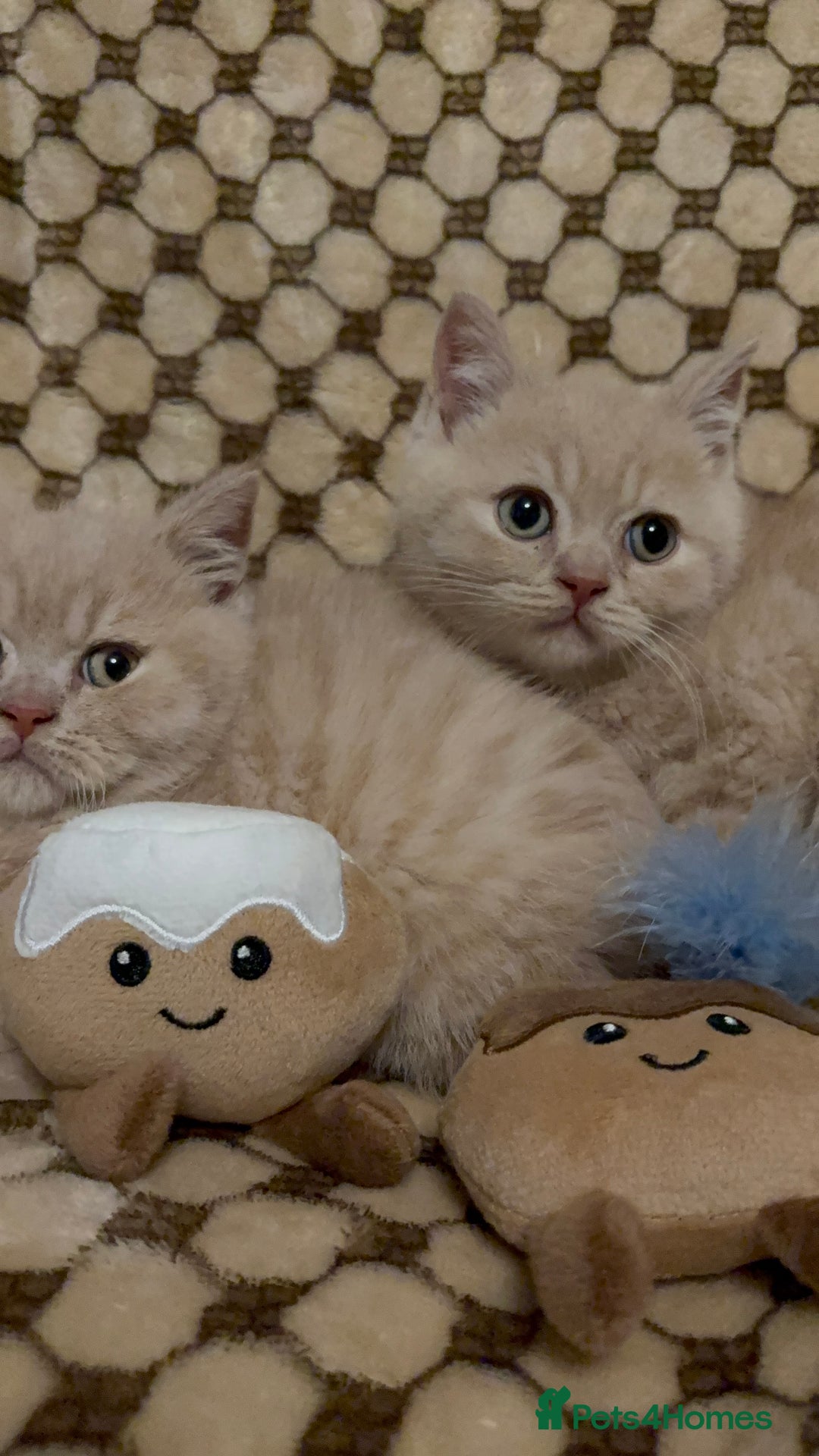 British Shorthair cats for sale: GCCF British shorthair kittens cream boys x2 - Advert 4