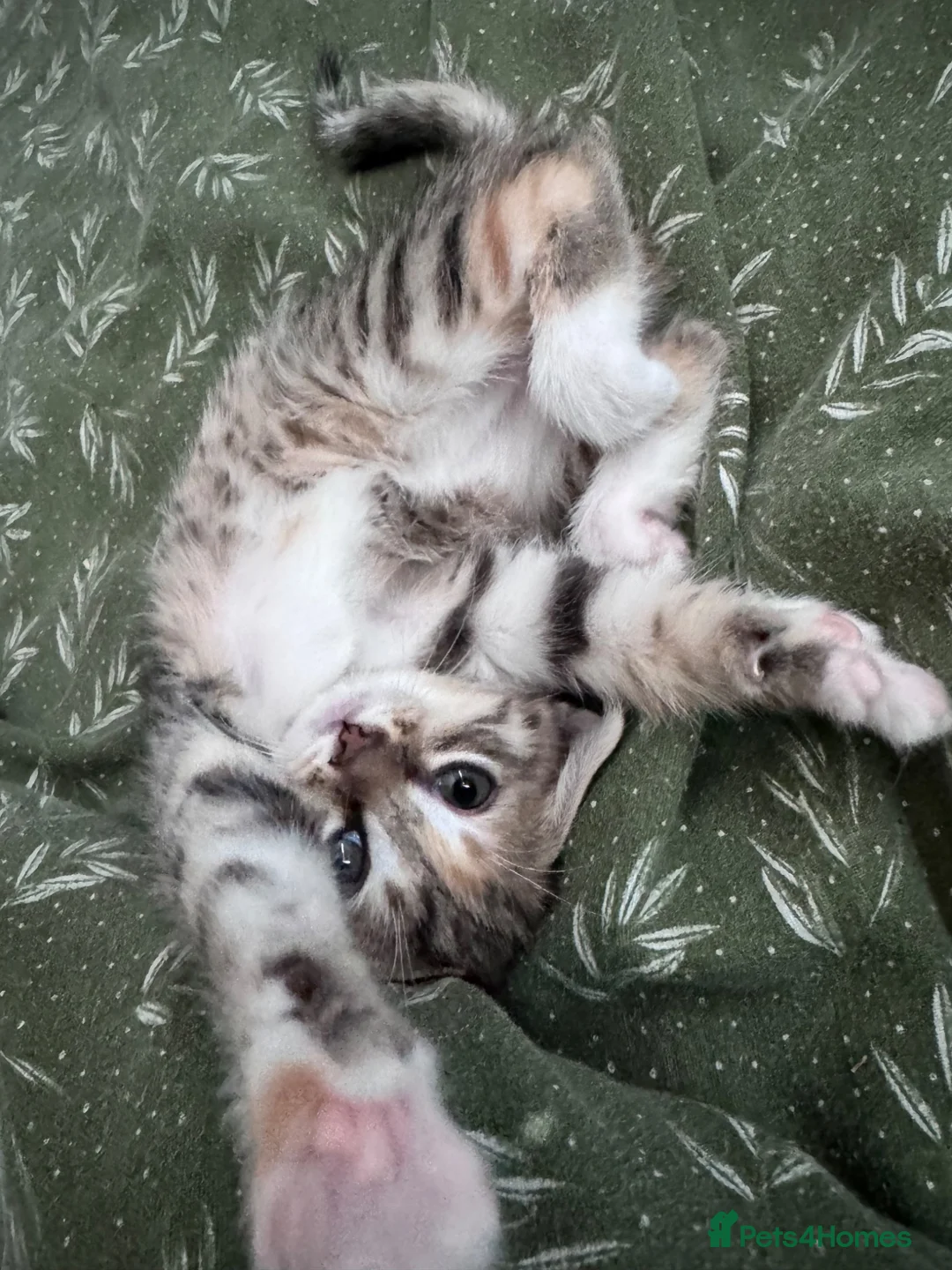 Mixed Breed cats for sale: 2 female kittens  - Advert 7