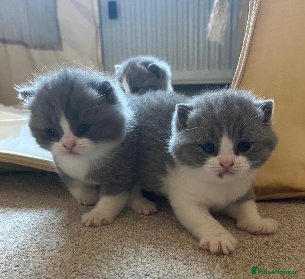 British Shorthair cats British ShortHair Kittens Father a Grand Champion  - Advert 2