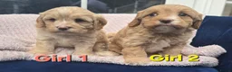 Cavapoo dogs for sale: Quality F1 Cavapoos. in Stockport - Advert 18