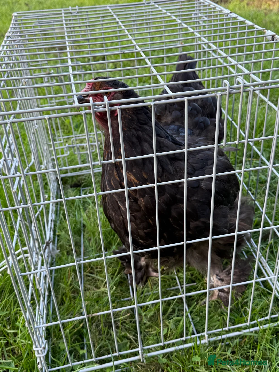 Chickens poultry for sale: Pair of brahmas - Advert 1