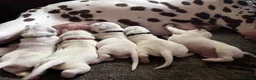 Dalmatian dogs for sale: Eagerly Awaited Litter Now Here 💫 - Advert 27