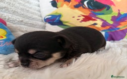 Chihuahua dogs for sale: Stunning Little Short Coat Chihuahuas - Image 8