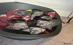Staffordshire Bull Terrier dogs for sale: solid blues - Image 3