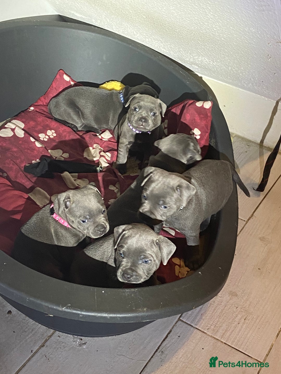 Staffordshire Bull Terrier dogs for sale: solid blues - Image 3