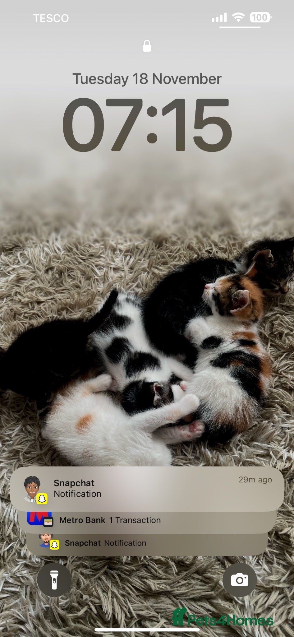 American Shorthair cats Friendly cats!! 3 black/white/brown cats - Advert 1