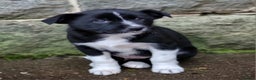 Border Collie dogs for sale: 🐾 Border Collie Pups for Sale 🐾 - Advert 5