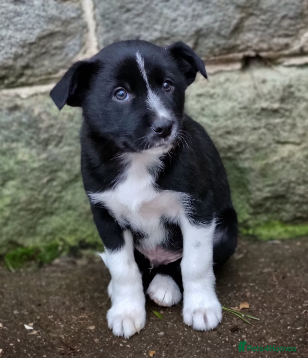 Border Collie dogs for sale: 🐾 Border Collie Pups for Sale 🐾 - Advert 5