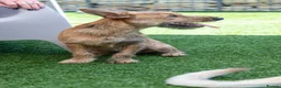 Mixed Breed dogs for adoption: Lovely Layla in Fleet - Advert 19
