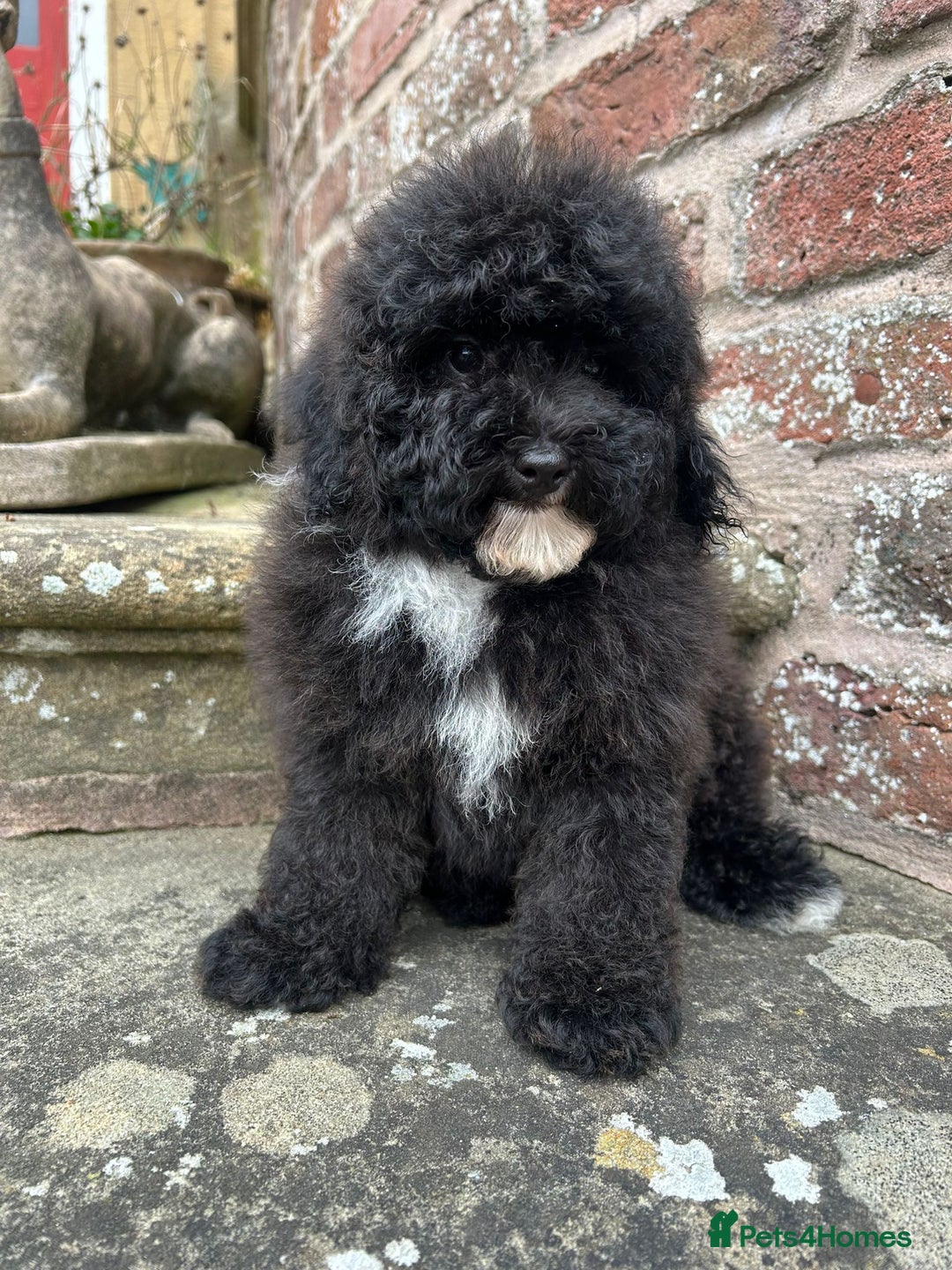 Toy Poodle dogs for sale: Beautiful KC Reg. Small Toy Poodle Puppies - Image 15