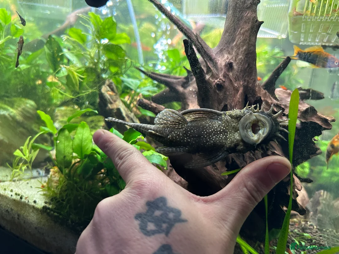 Plecos fish for sale: Breeding pair bristlenose plecos - Advert 2