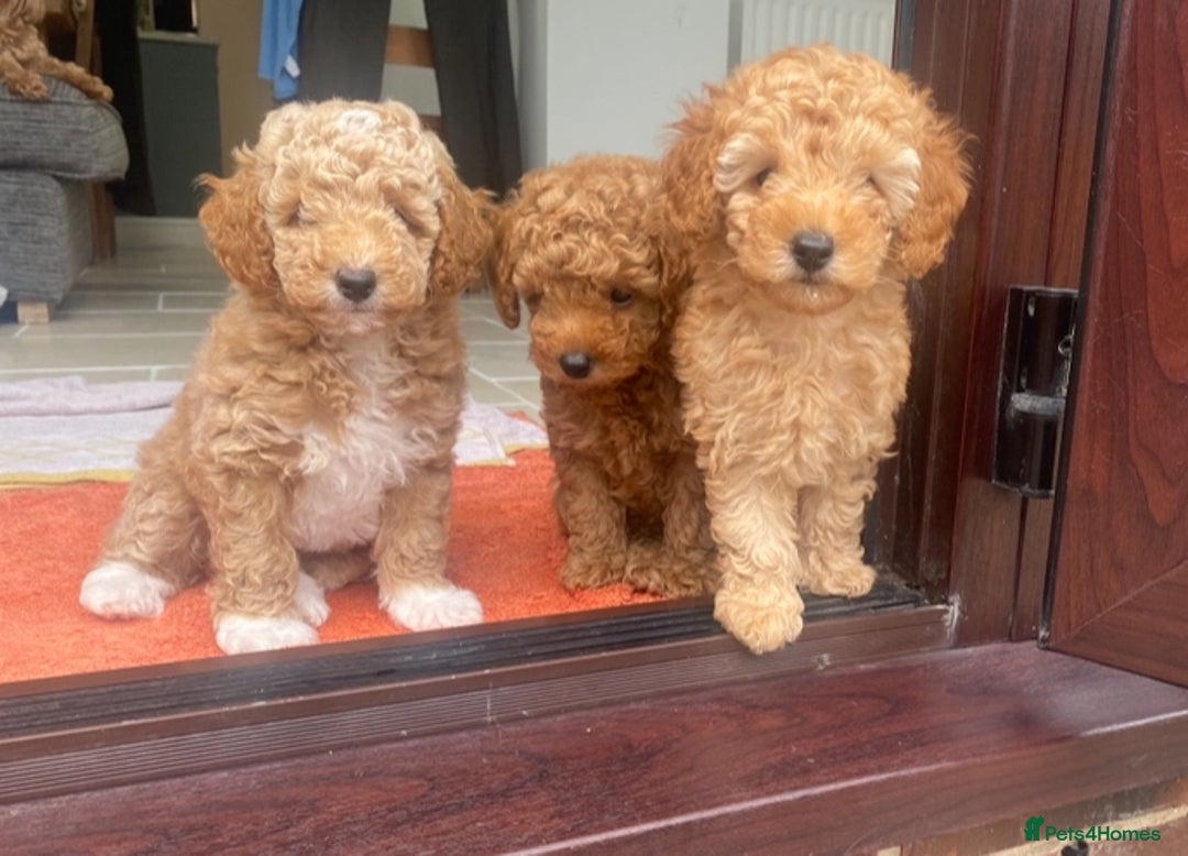 Maltipoo dogs for sale: Toy Maltipoo puppies (all girls) 8 weeks old - Image 2