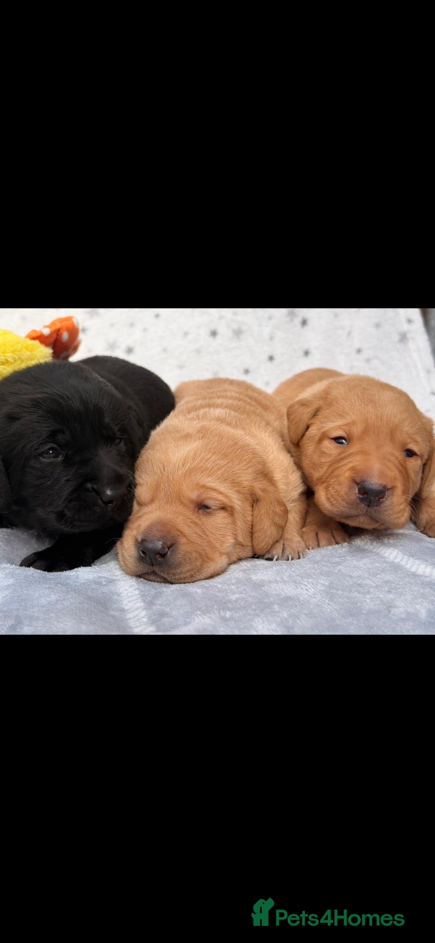 Labrador Retriever dogs Stunning Kc Registered pups.  - Advert 1