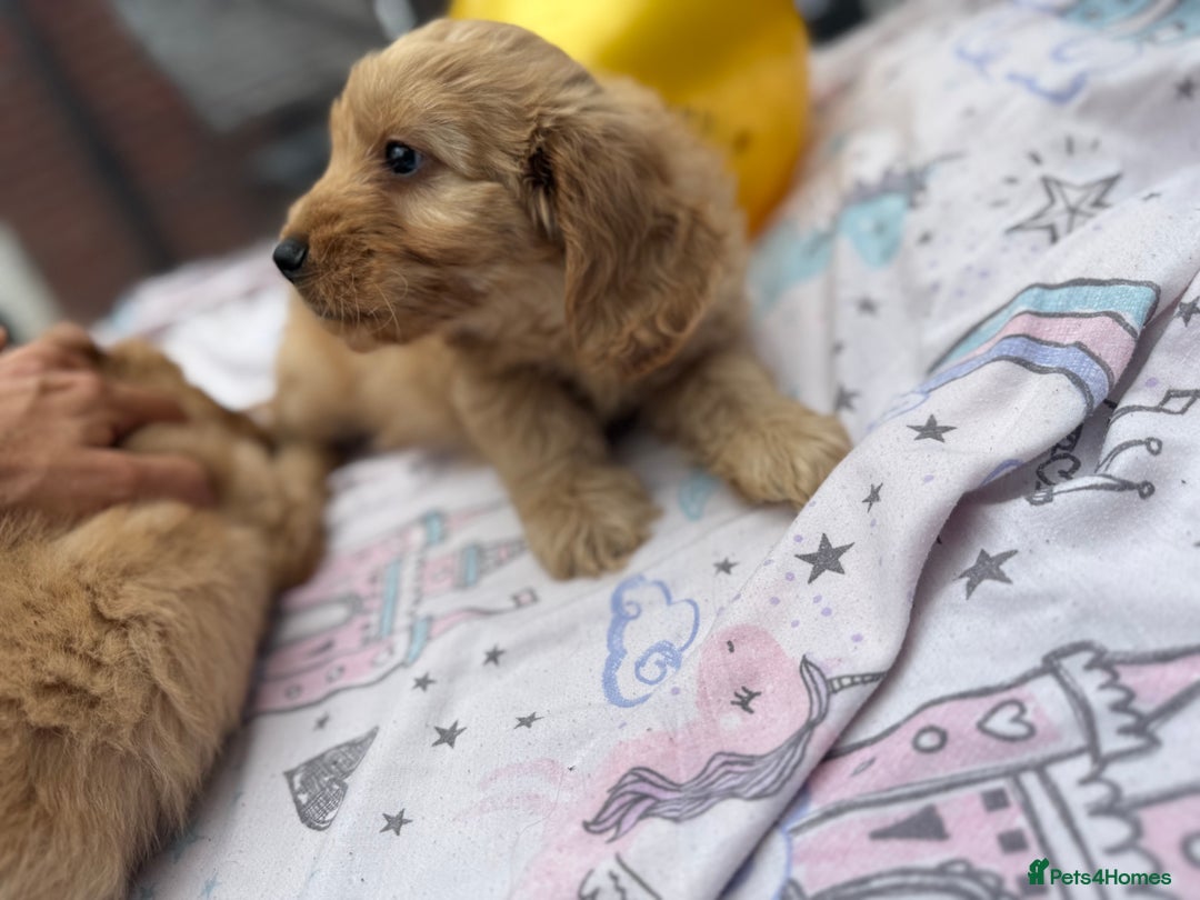 Cockapoo dogs for sale: Ready to go forever home one girl left  - Image 3
