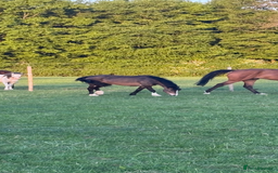 Welsh Section A horses for sale: Beautiful mare for sale  - Image 1