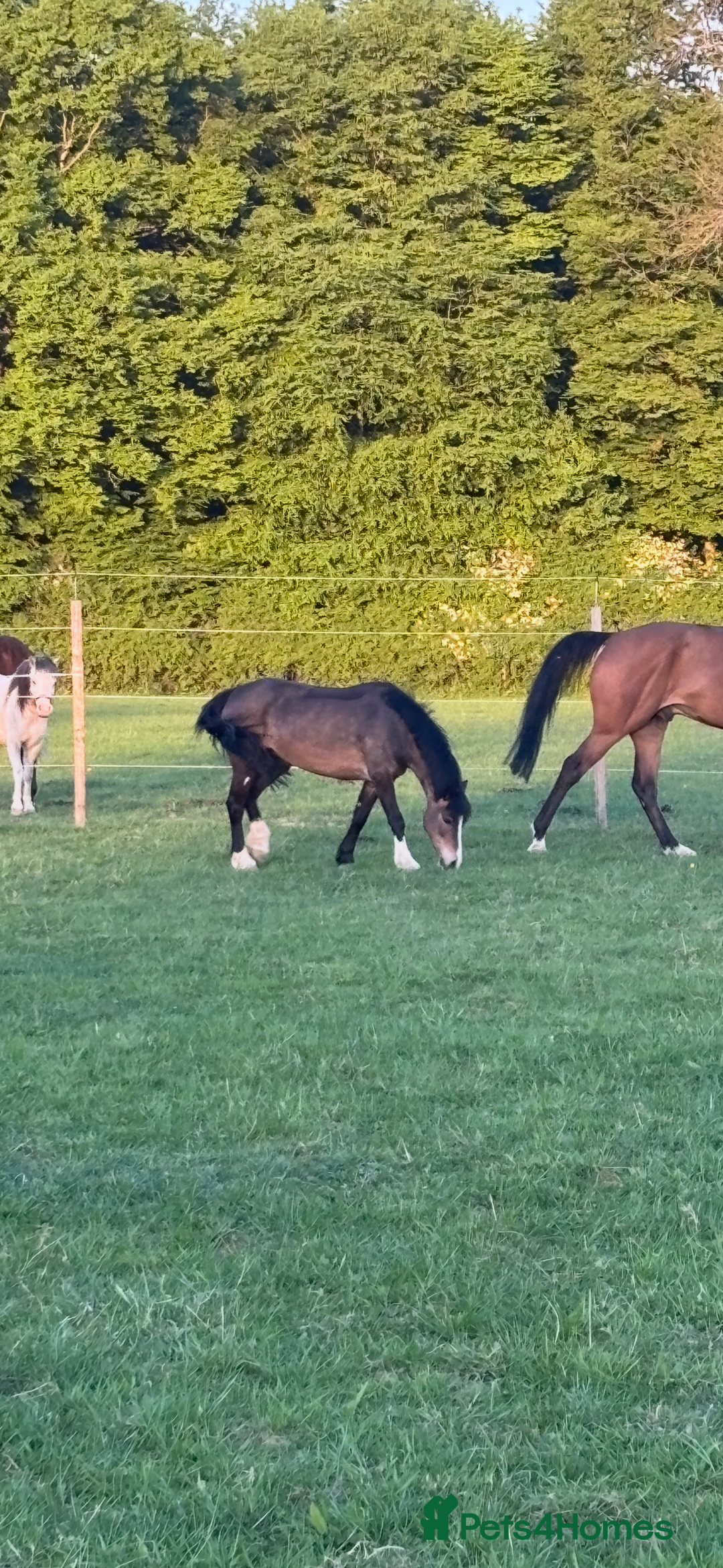 Welsh Section A horses for sale: Beautiful mare for sale  - Image 1