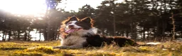 Border Collie dogs for stud: Chase border collie for stud PROVEN/HEALTH TESTED - Advert 1