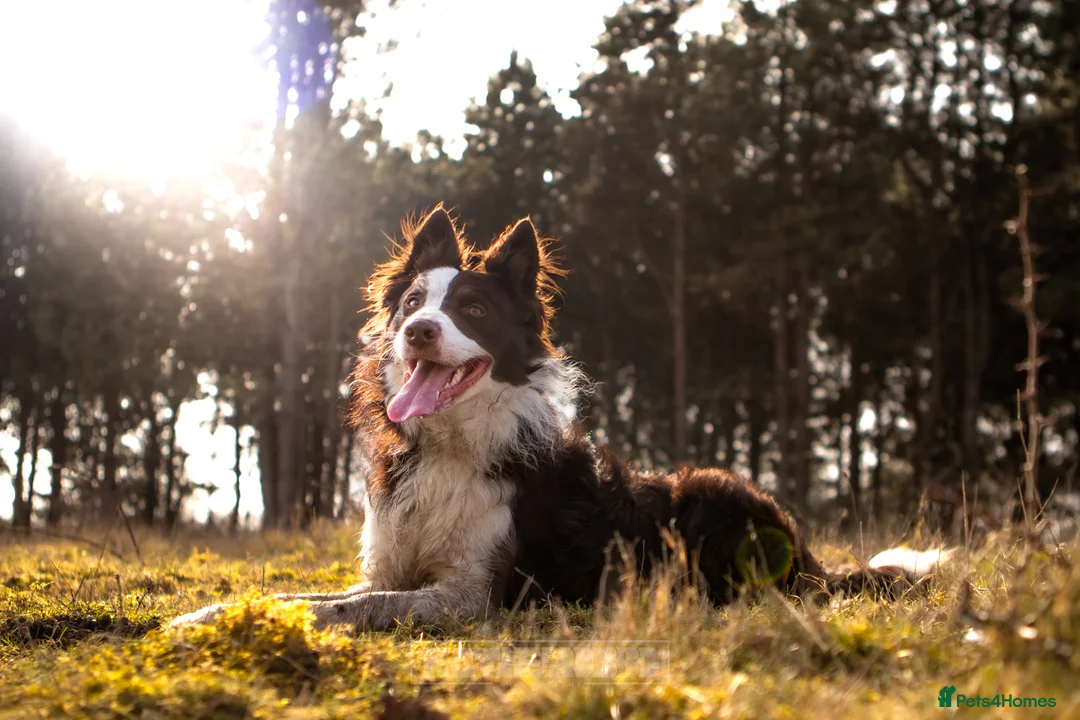 Border Collie dogs for stud: Chase border collie for stud PROVEN/HEALTH TESTED - Advert 1