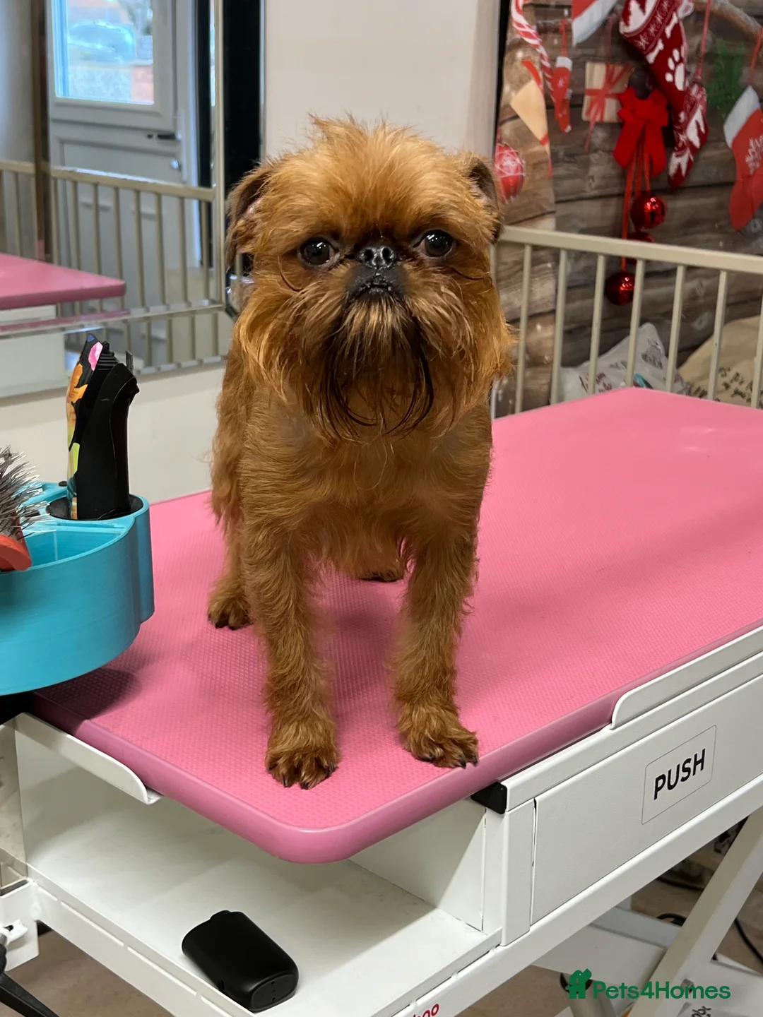 Griffon Bruxellois dogs for stud: Griffon male available for stud, KC proven - Advert 2