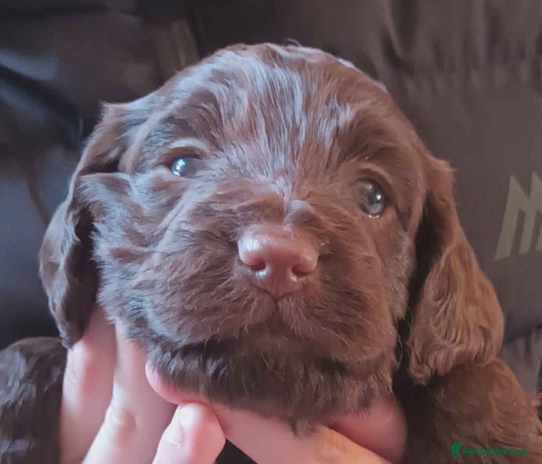 Cockapoo dogs for sale: Stunning F1 Chocolate Cockapoos - Advert 5