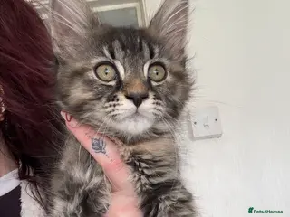 Maine Coon cats Maincoone kittens - Advert 1