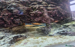 Cichlids fish for sale: African cichlids babies  - Image 4