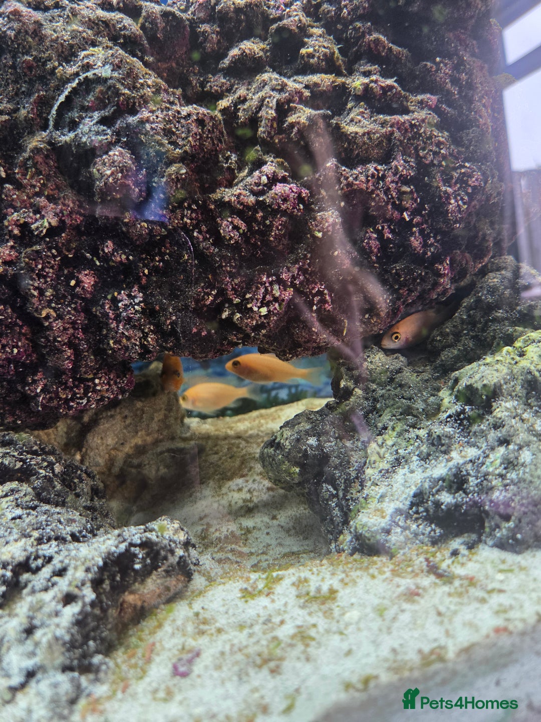 Cichlids fish for sale: African cichlids babies  - Image 4