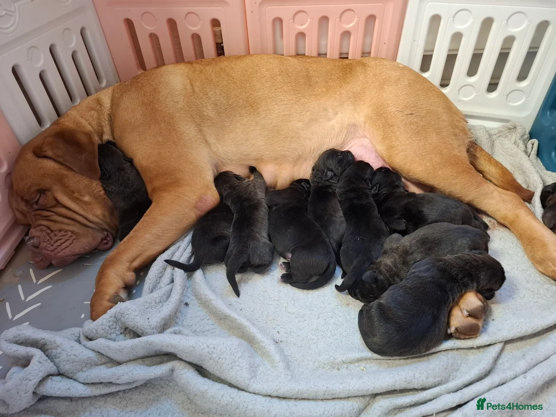 Mixed Breed dogs for sale: Litter of 10 Beautiful, Chunky Puppies - Advert 9