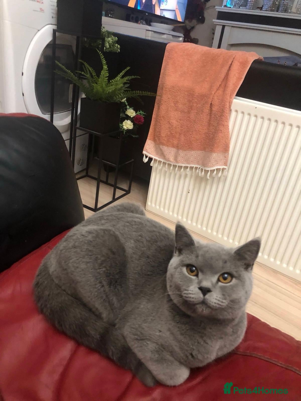 British Shorthair cats GCCF British shorthair kittens  - Advert 6