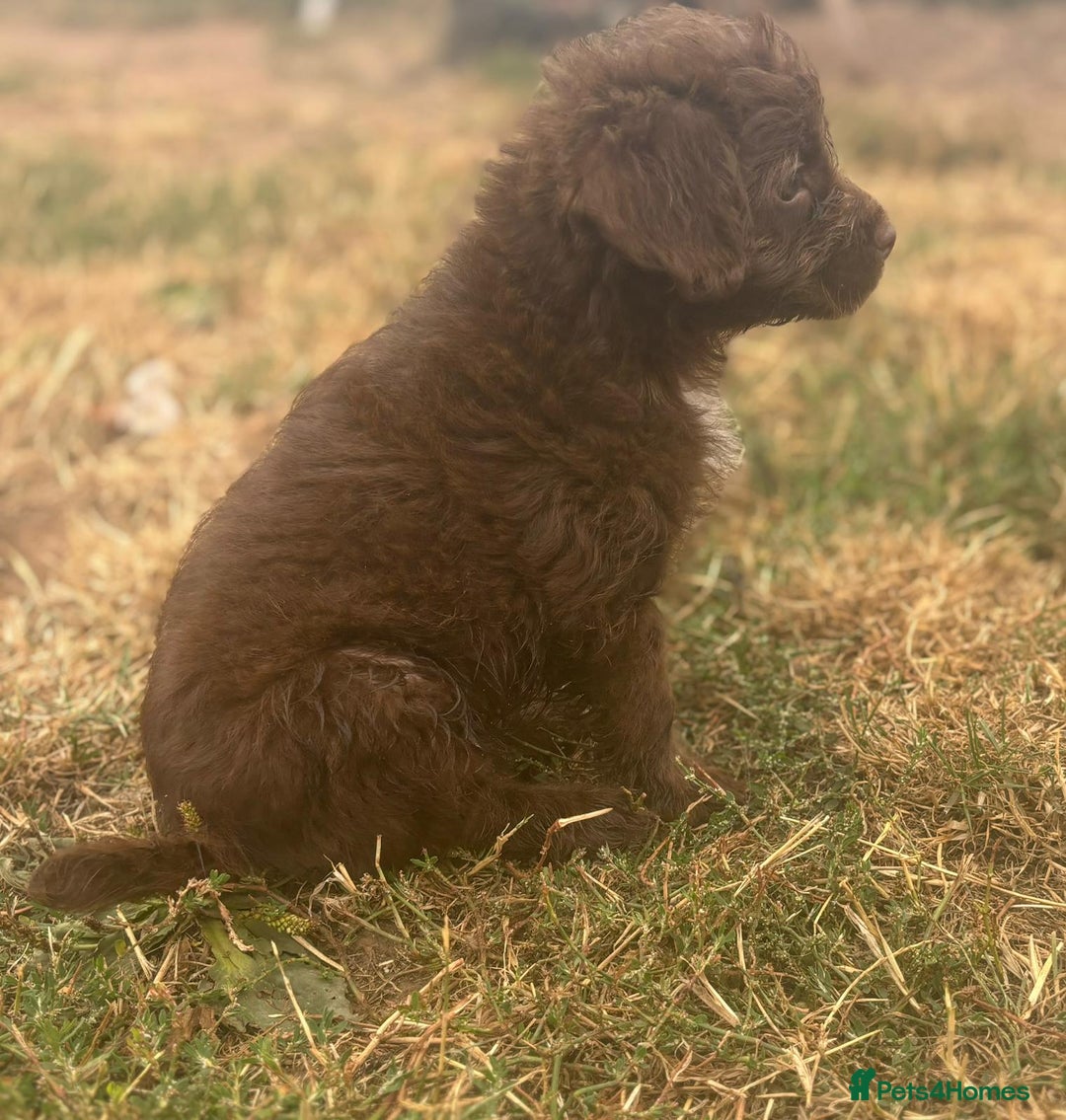 Mixed Breed dogs for sale: Froodle pups - Image 8