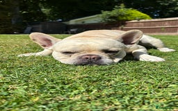 French Bulldog dogs for stud: 🔥 SIMBA 🔥 French Bulldog for Stud - Advert 11