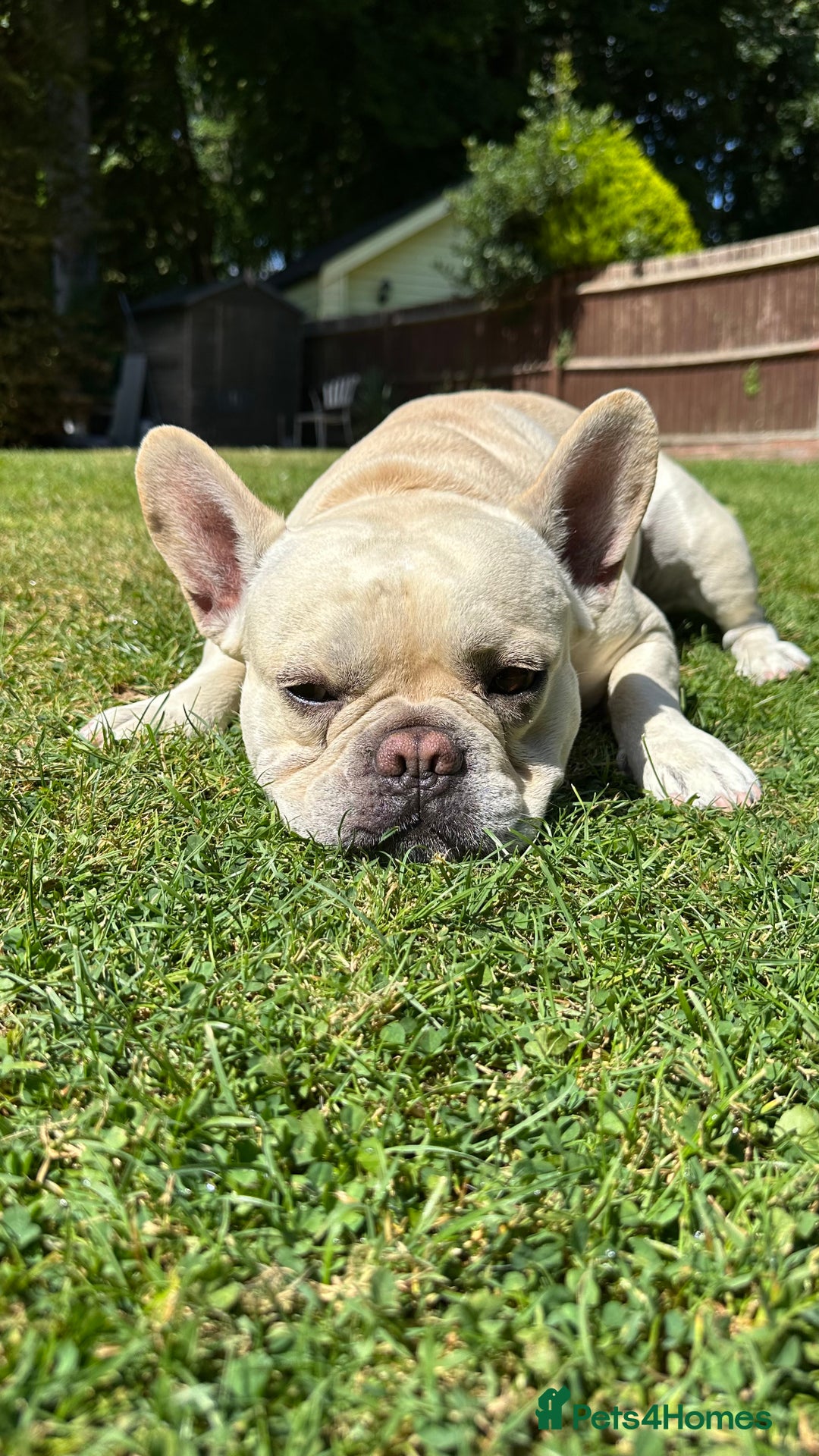 French Bulldog dogs for stud: 🔥 SIMBA 🔥 French Bulldog for Stud - Advert 11