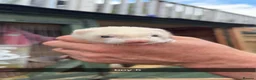 Ferret rodents for sale: Ferret kits for sale  - Advert 6