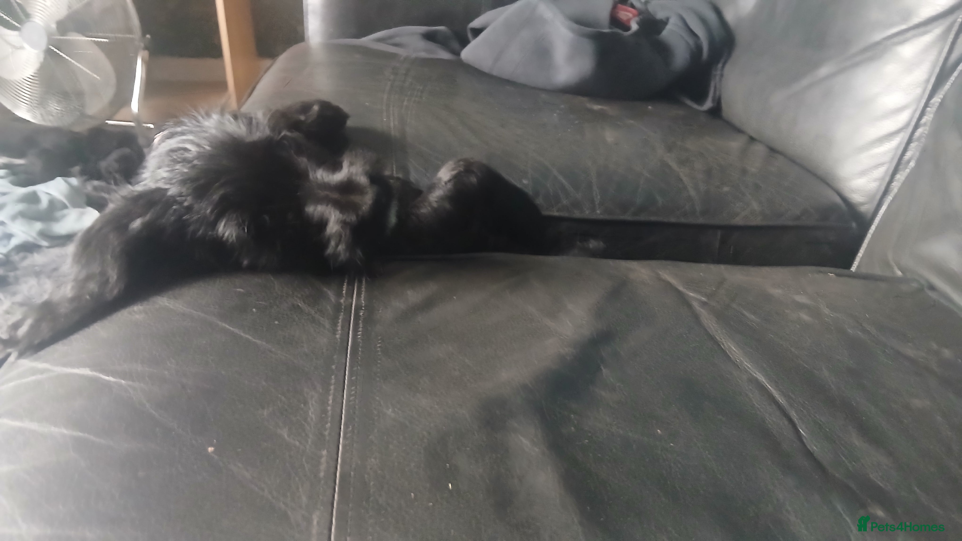 Mixed Breed dogs for sale: Ready Gorgeous Cockapoo x Gold Retriever x pups  - Advert 20