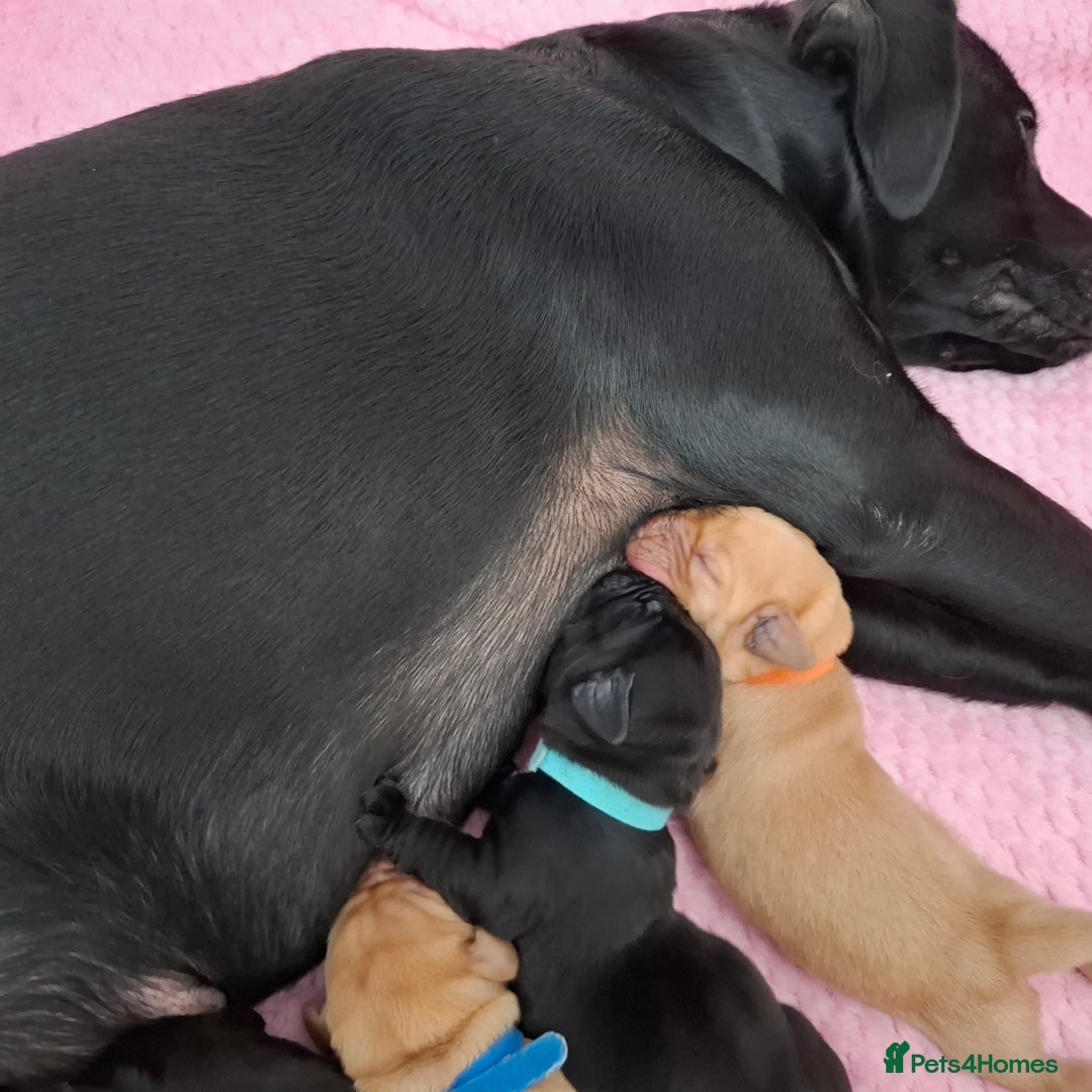 Labrador Retriever dogs for sale: Stunning Pure Labrador retriever puppies - Image 3