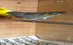 Finches birds for sale: Goldfinch mule  - Image 2