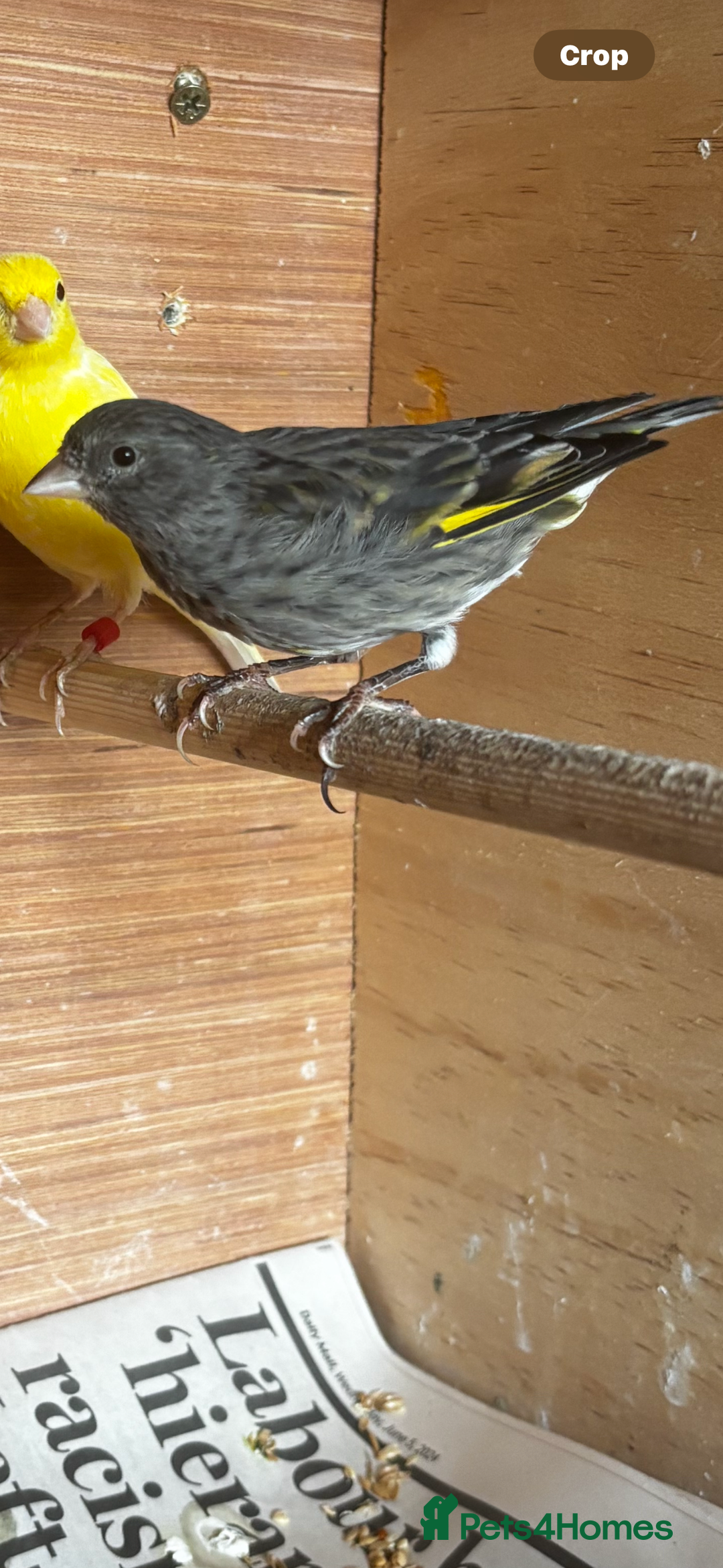 Finches birds for sale: Goldfinch mule  - Image 2