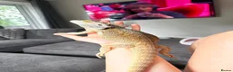 Bearded Dragon reptiles for sale: Bearded dragon looking for forever home - Advert 2