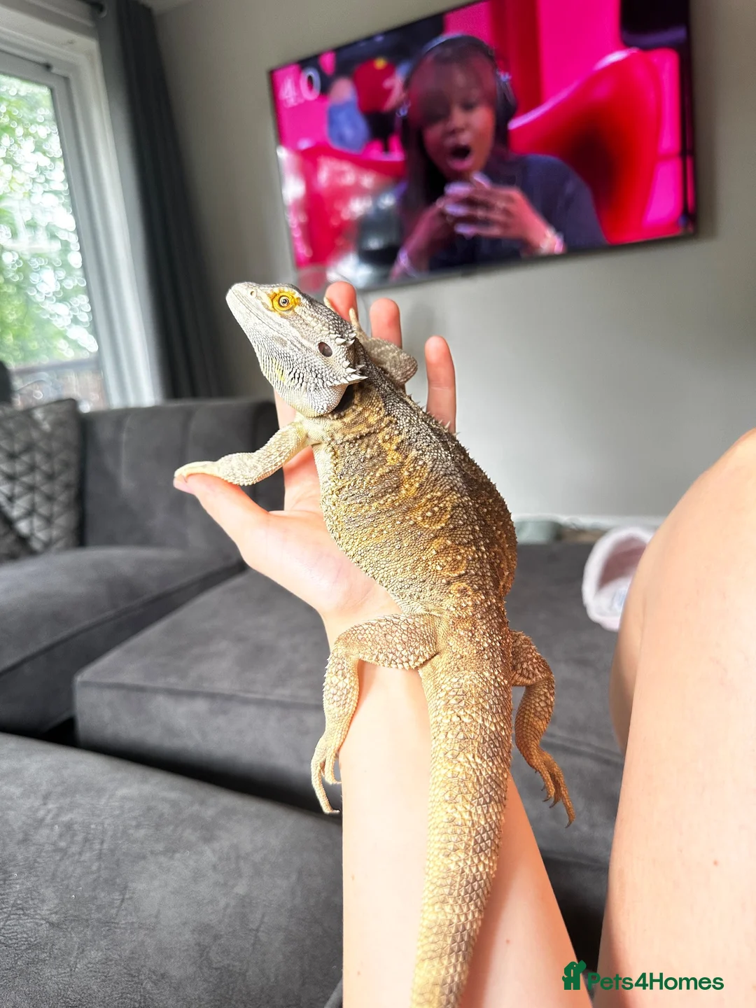 Bearded Dragon reptiles for sale: Bearded dragon looking for forever home - Advert 2