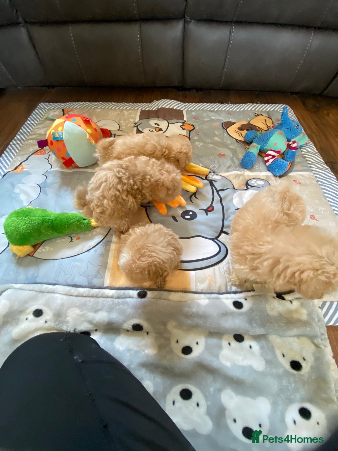 Maltipoo dogs for sale: Tiny Maltipoo Puppies - Image 3