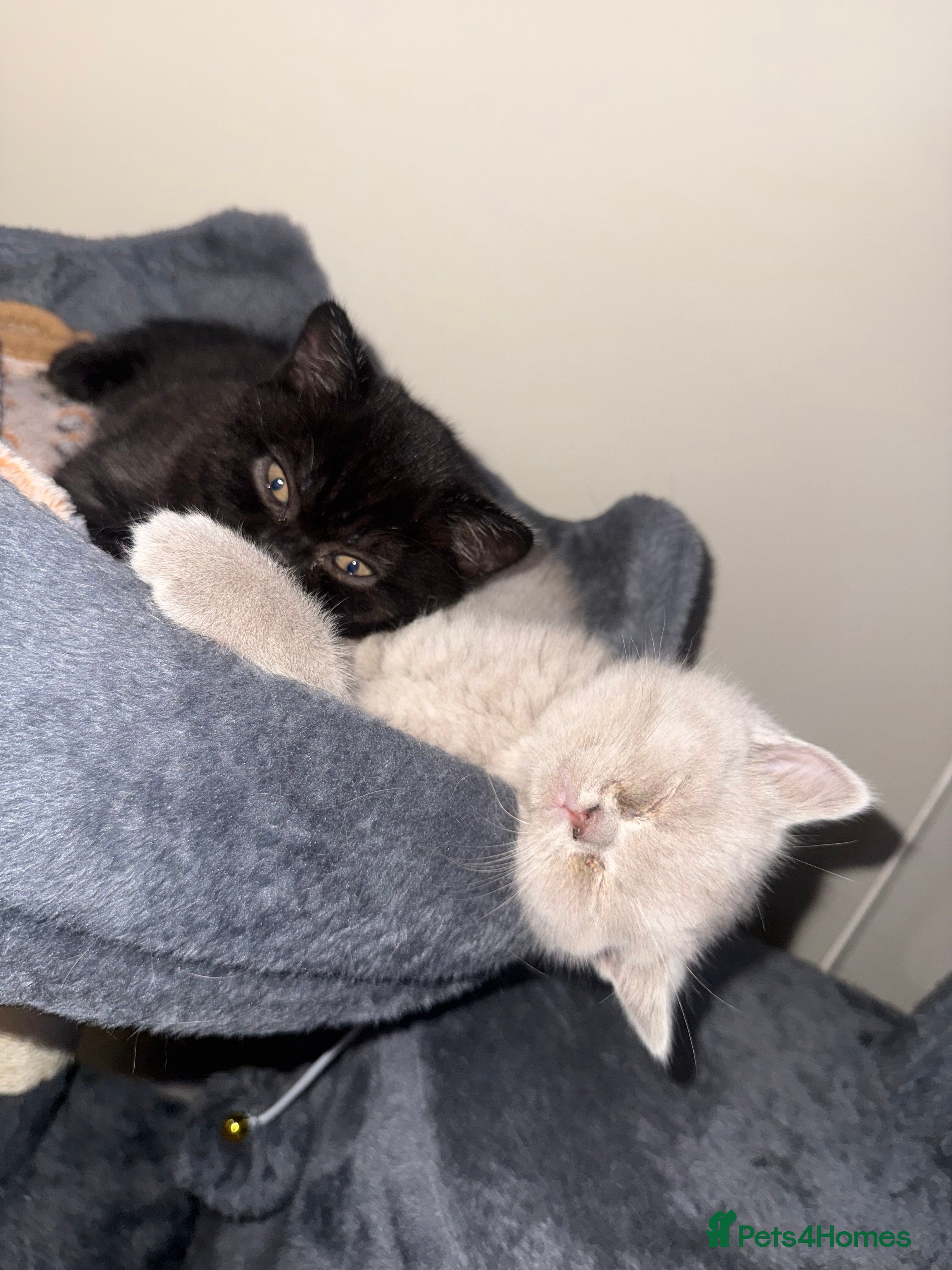 British Shorthair cats Champion Line British Shorthair Kittens - Advert 8