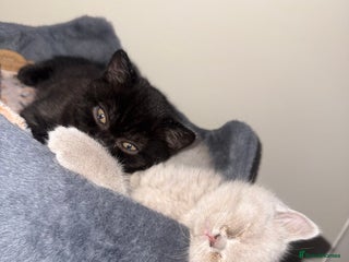 British Shorthair cats Champion Line British Shorthair Kittens - Advert 6