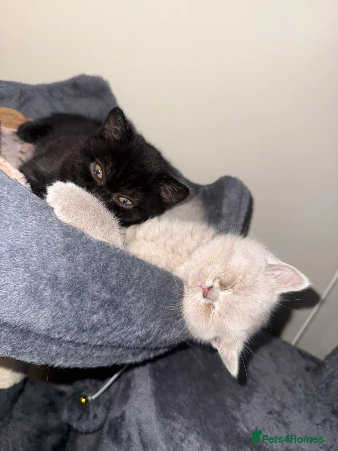 British Shorthair cats for sale: Champion Line British Shorthair Kittens - Advert 1