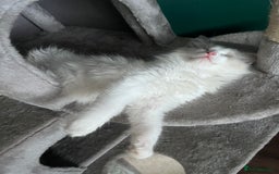 Ragdoll cats for sale: Stunning male Ragdoll kittens only 2 left - Image 32