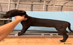 Lurcher dogs for sale: Gorgeous Lurcher pup!  - Image 4