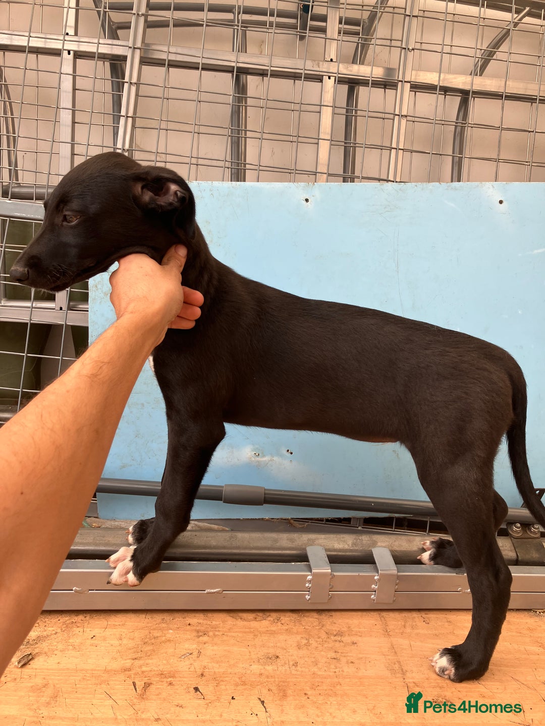 Lurcher dogs for sale: Gorgeous Lurcher pup!  - Image 4